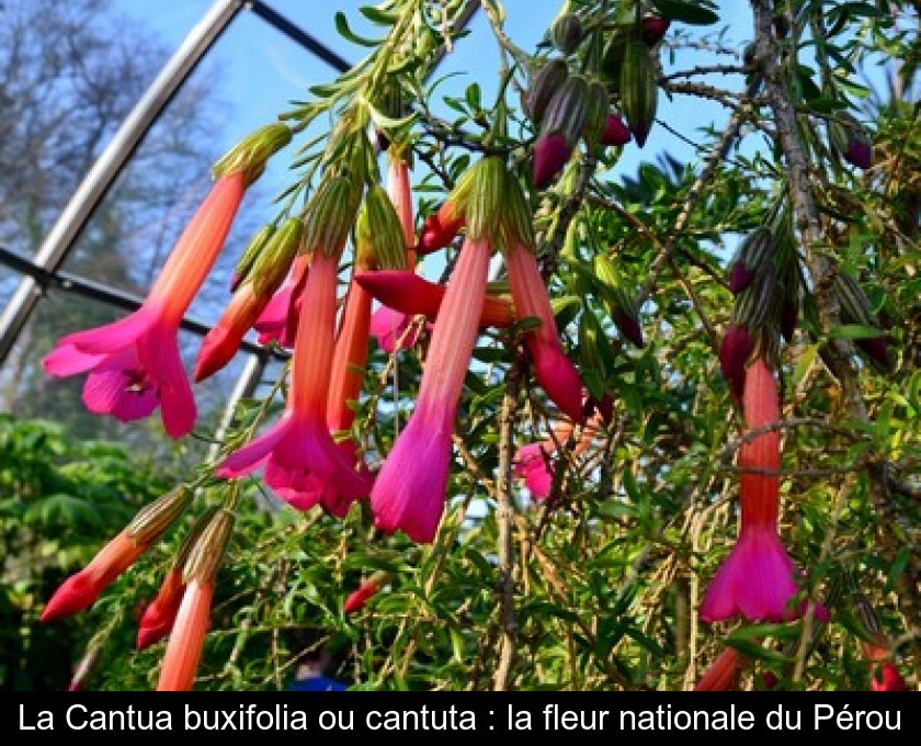 La Cantua buxifolia ou cantuta : la fleur nationale du Pérou