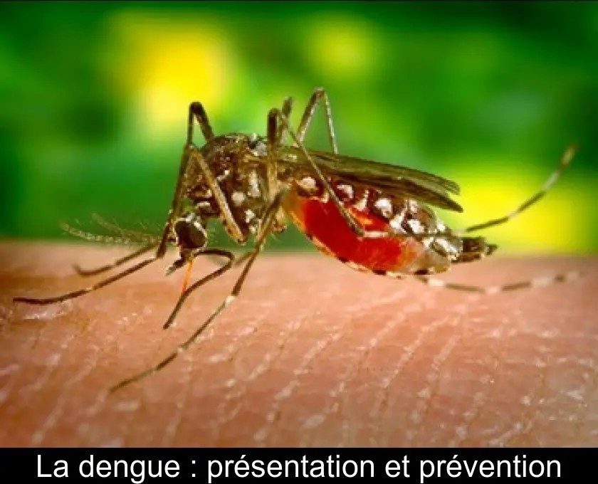 La dengue : présentation et prévention