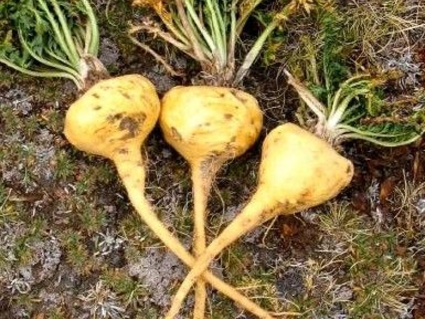 la maca