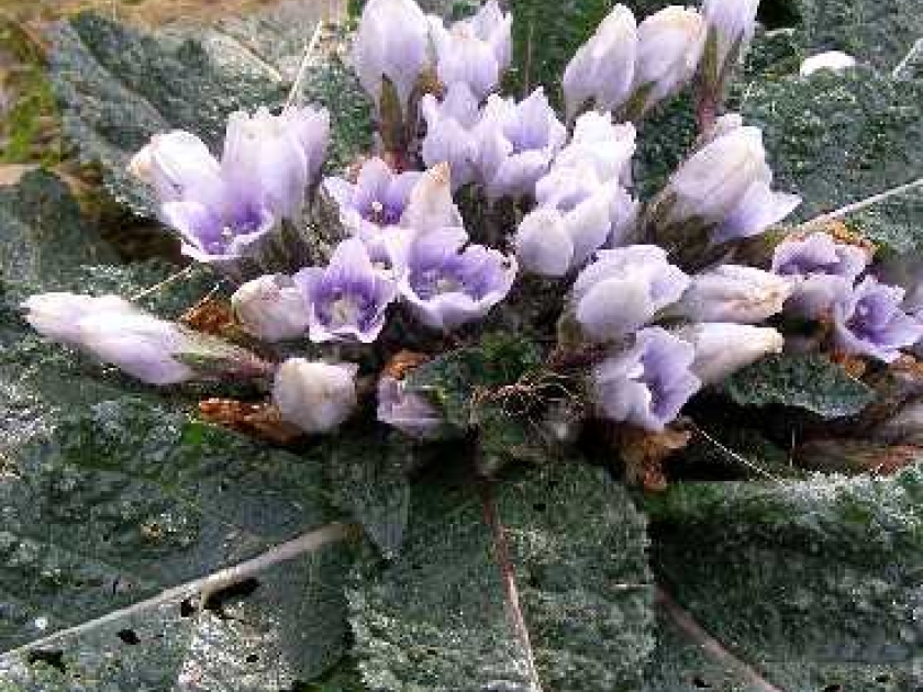 Saib duab nature Thumb-la-mandragore---une-plante-entouree-de-magie-5505