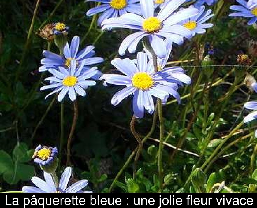 La pâquerette bleue : une jolie fleur vivace