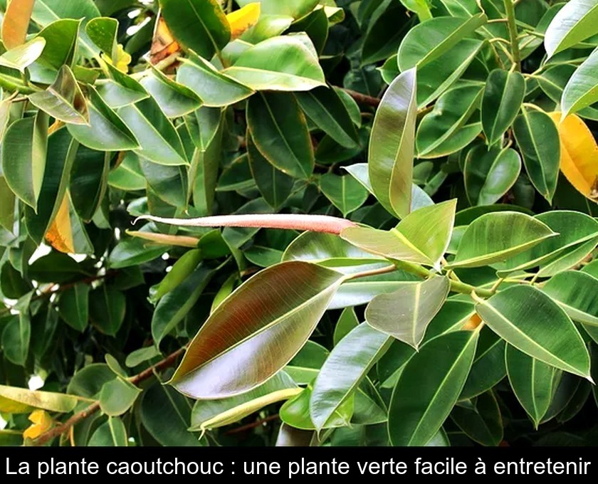 La plante caoutchouc : une plante verte facile à entretenir