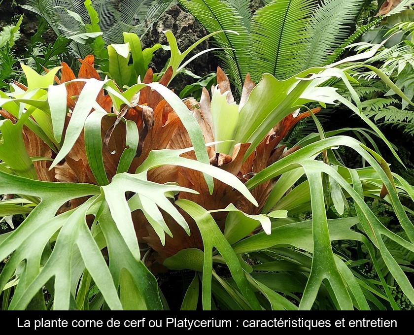 La plante corne de cerf ou Platycerium : caractéristiques et entretien