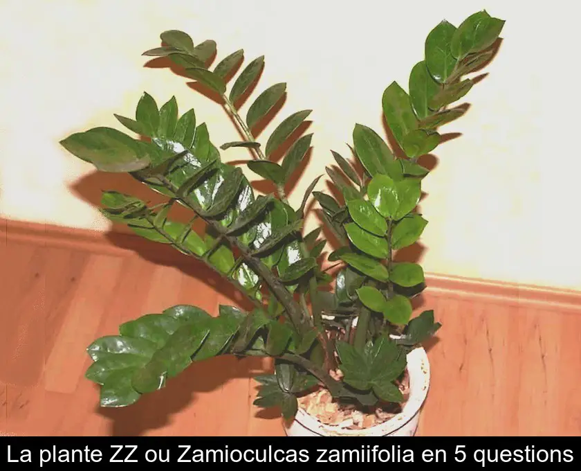 La plante ZZ ou Zamioculcas zamiifolia en 5 questions