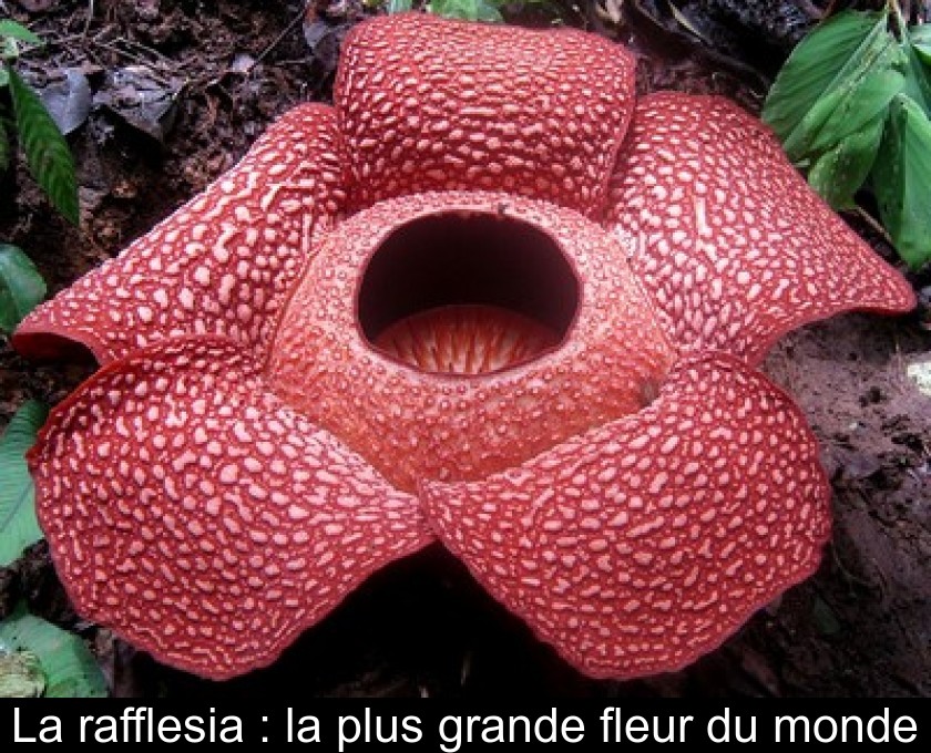 La rafflesia : la plus grande fleur du monde