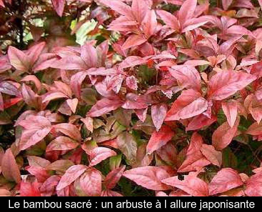 Le bambou sacré : un arbuste à l'allure japonisante
