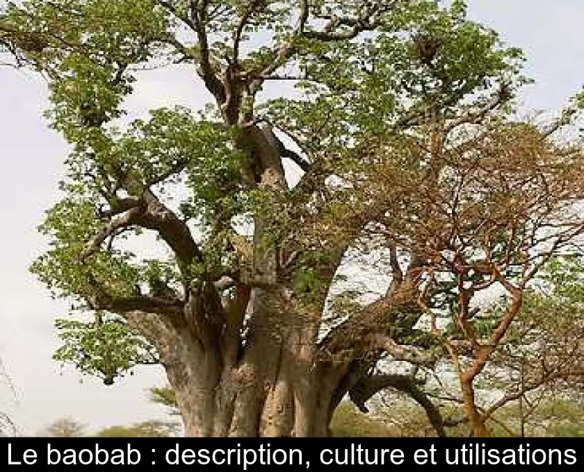 Le baobab : description, culture et utilisations