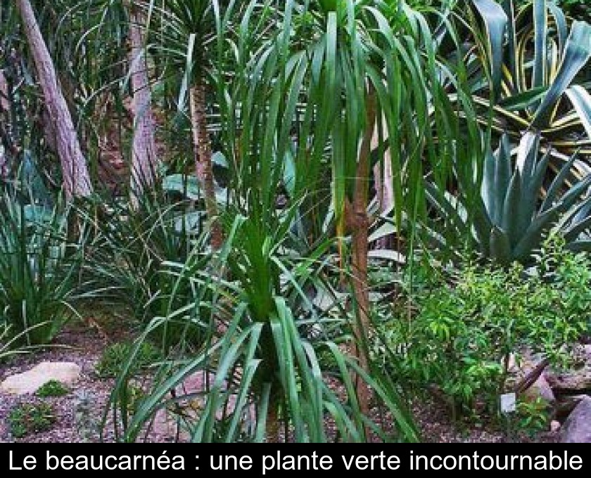 Le beaucarnéa : une plante verte incontournable