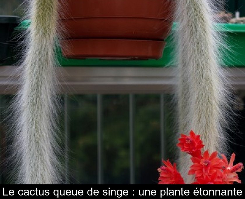 Le cactus queue de singe : une plante étonnante
