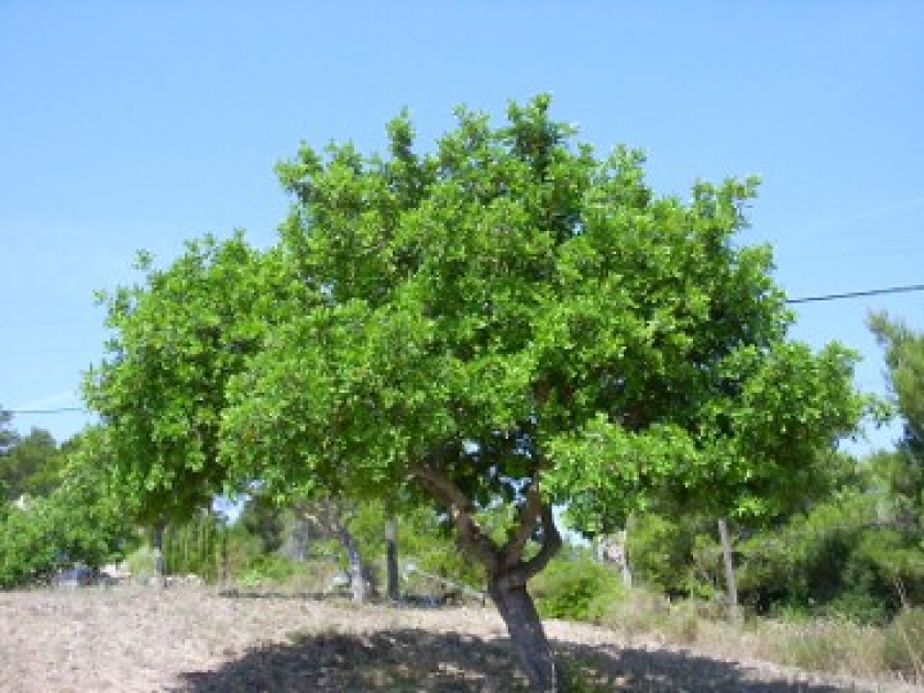 Le Caroubier : l'arbre à petites cornes