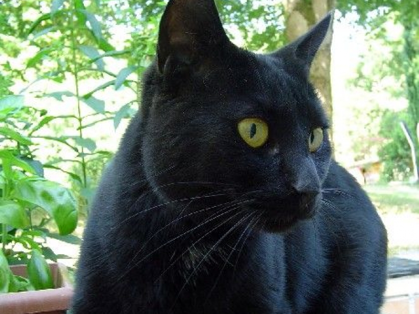 Le chat noir légendes et superstitions