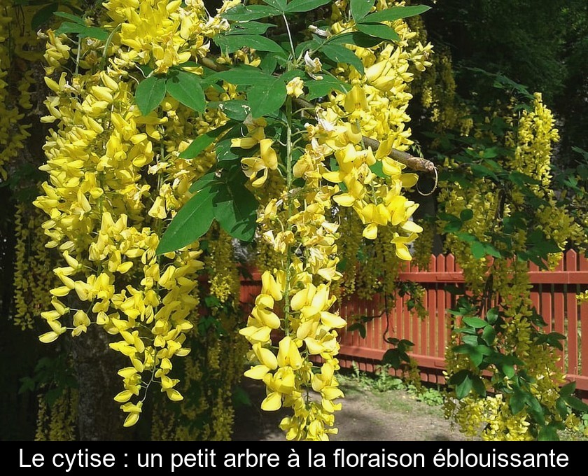 Le cytise : un petit arbre à la floraison éblouissante
