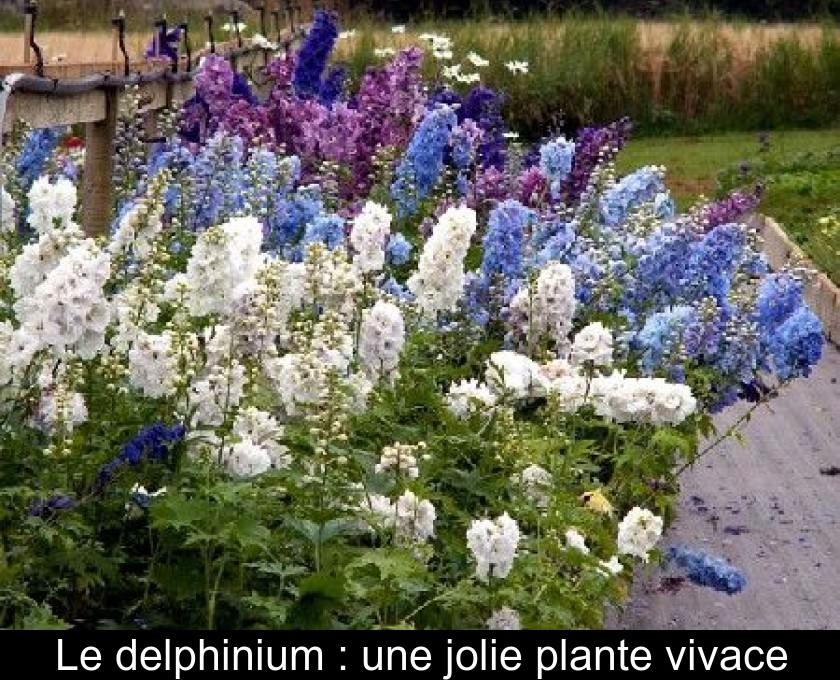 Le delphinium : une jolie plante vivace