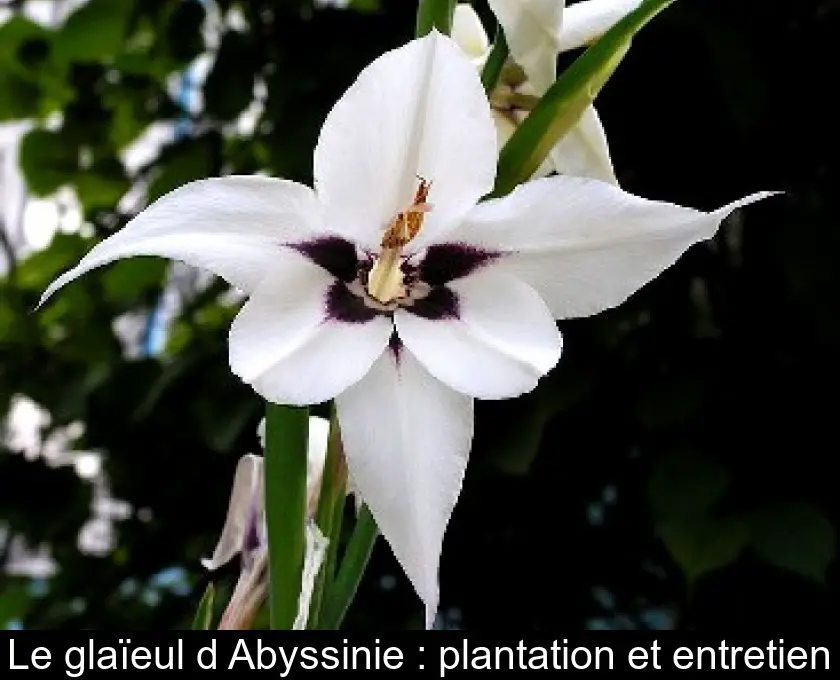 Le glaïeul d'Abyssinie : plantation et entretien