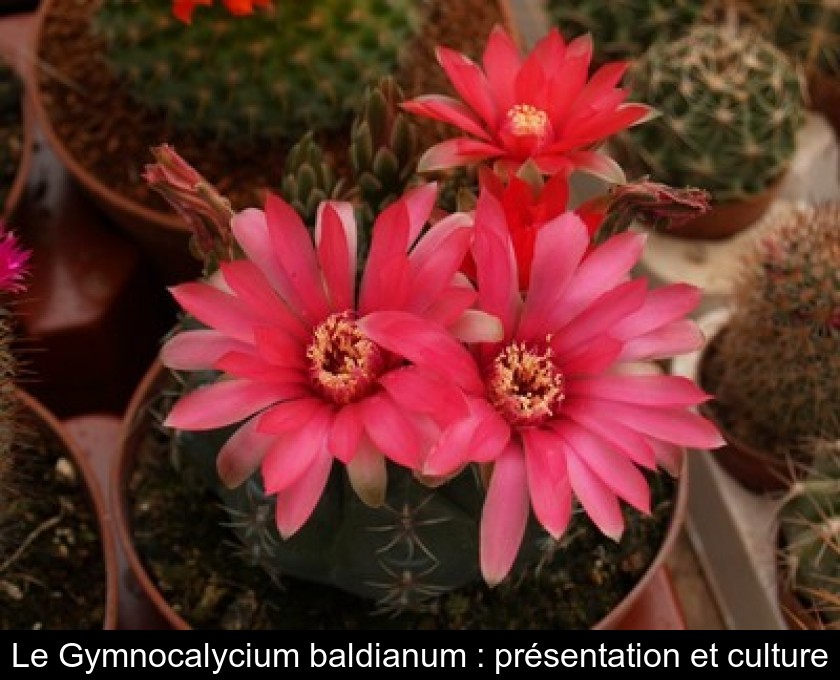 Le Gymnocalycium baldianum : présentation et culture