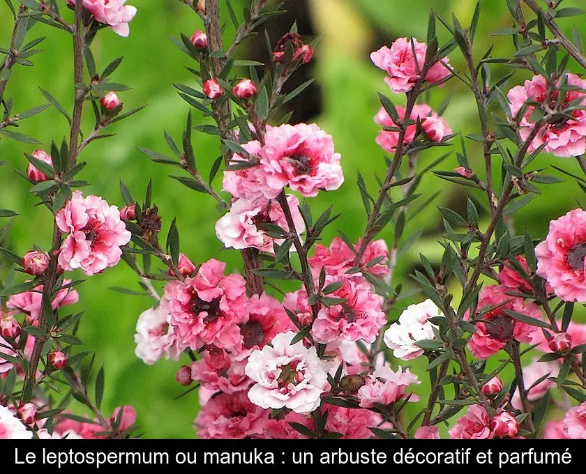 Le leptospermum ou manuka : un arbuste décoratif et parfumé