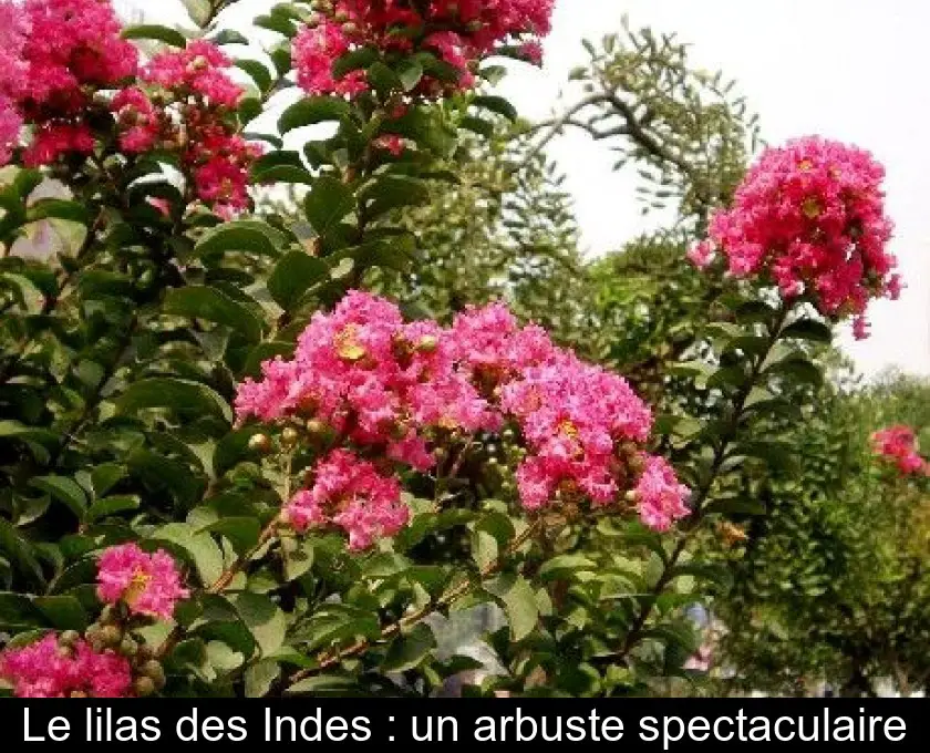 Le lilas des Indes : un arbuste spectaculaire
