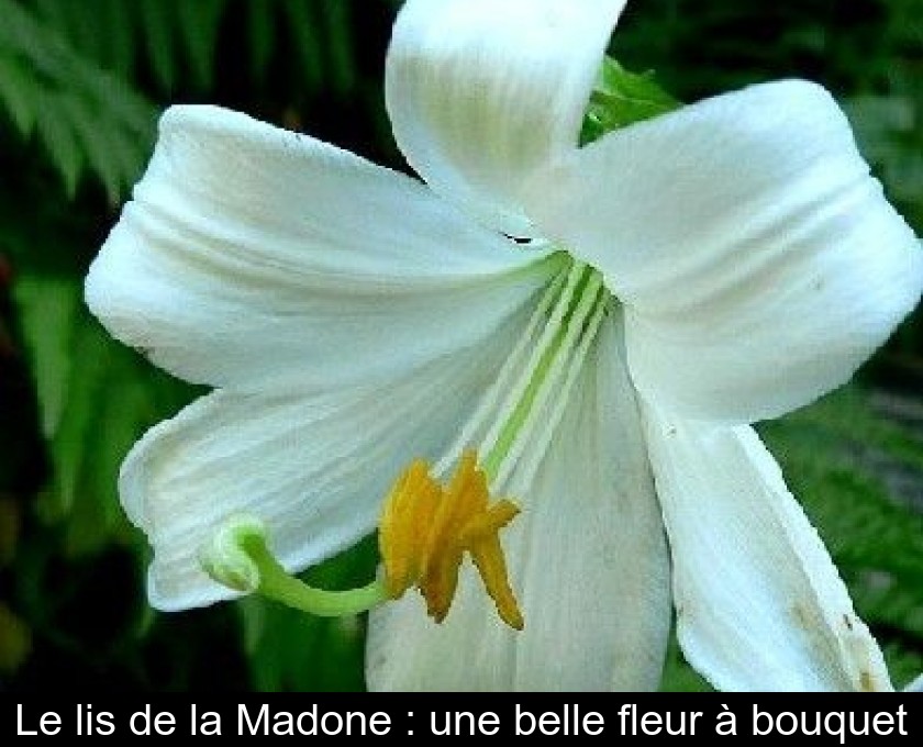 Le lis de la Madone : une belle fleur à bouquet