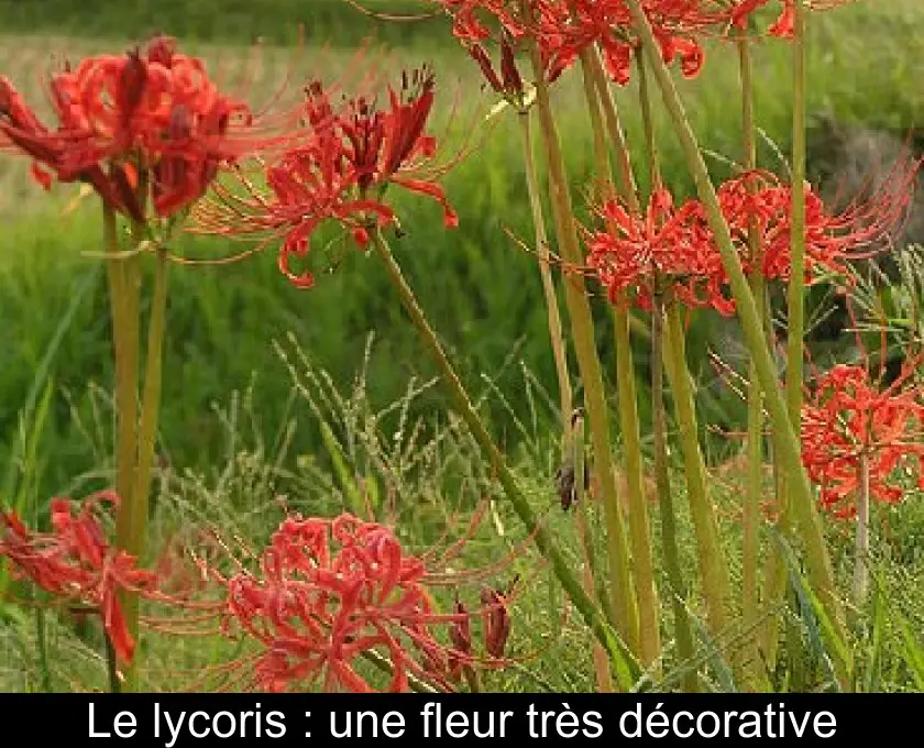 Le lycoris : une fleur très décorative