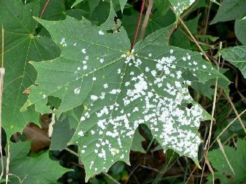 comment traiter mildiou vigne