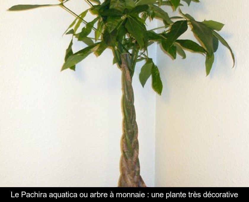 Le Pachira aquatica ou arbre à monnaie : une plante très décorative