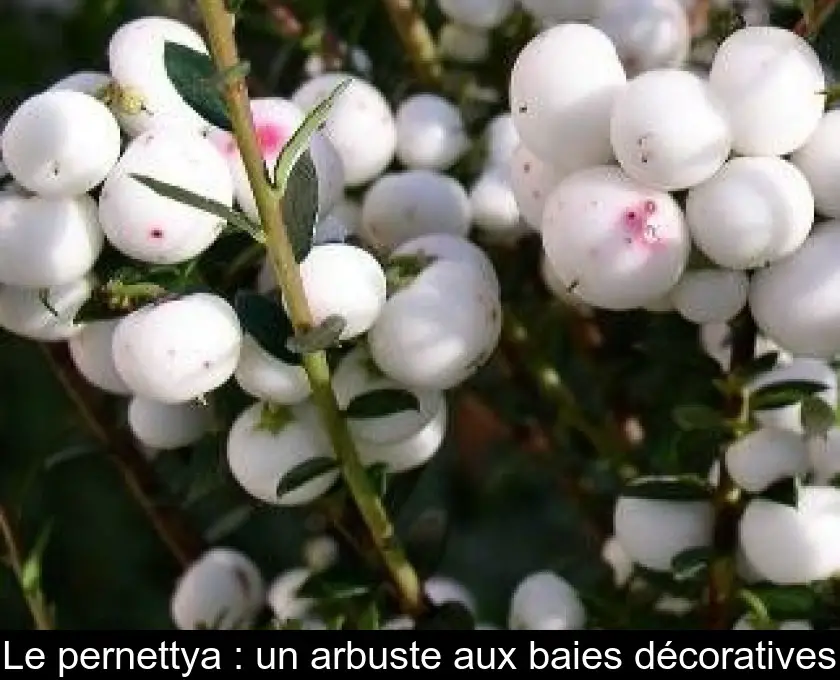 Le pernettya : un arbuste aux baies décoratives