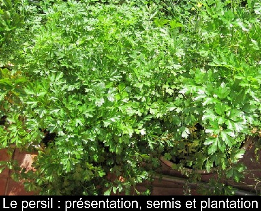 Le persil : présentation, semis et plantation