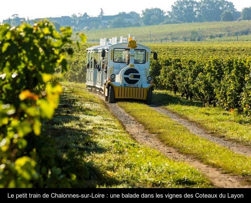Le petit train de Chalonnes-sur-Loire : une balade dans les vignes des Coteaux du Layon