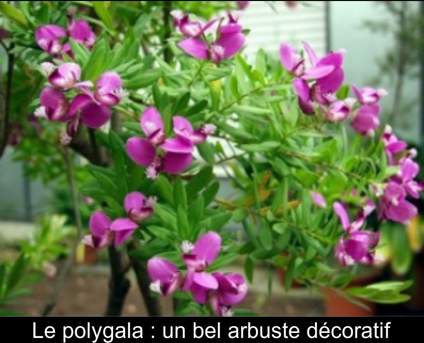 Le polygala : un bel arbuste décoratif