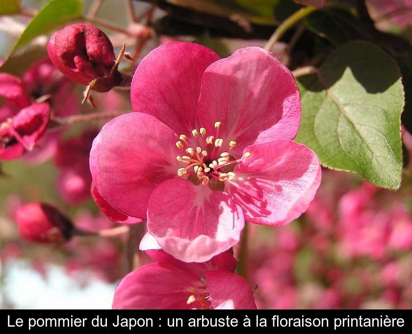 Le pommier du Japon : un arbuste à la floraison printanière