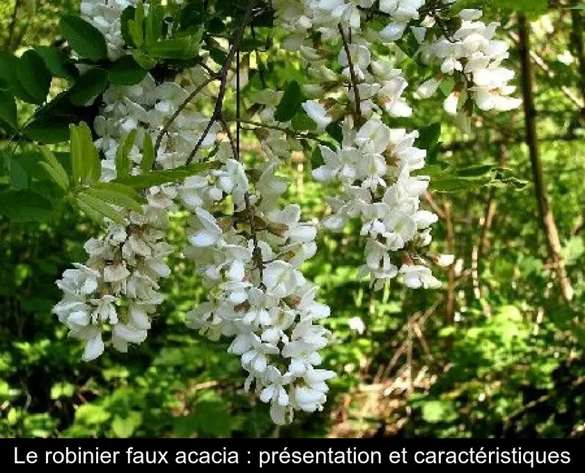 Le robinier faux acacia : présentation et caractéristiques
