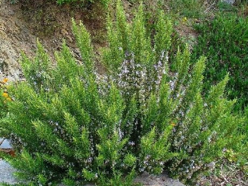 Le romarin : une plante stimulante