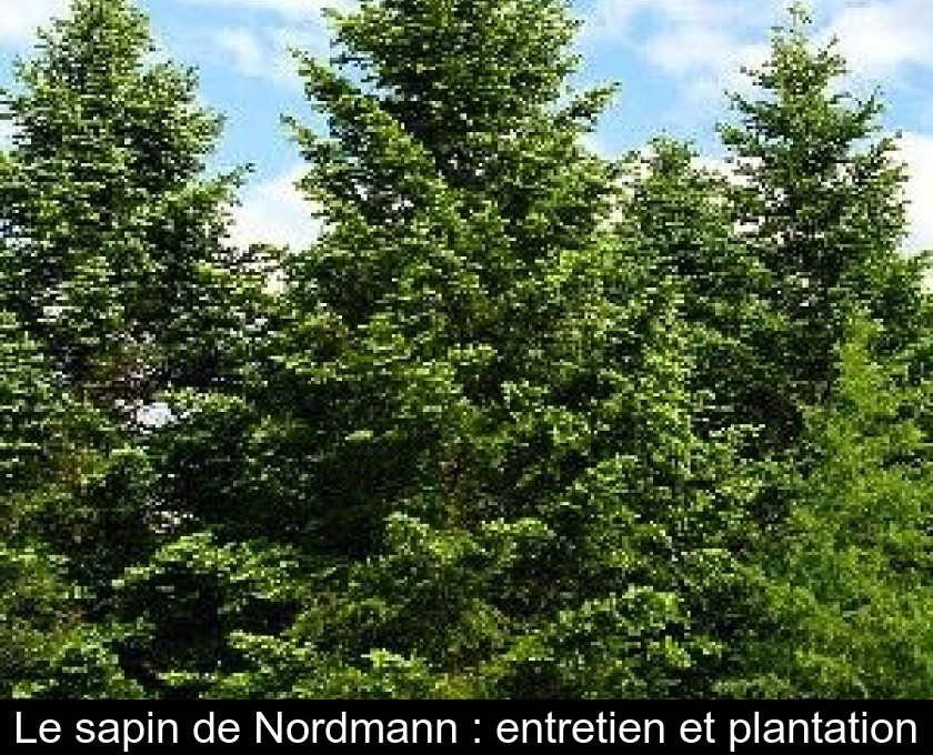 Le sapin de Nordmann : entretien et plantation