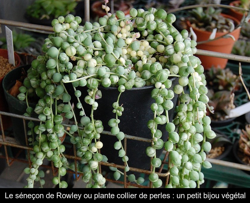 Le séneçon de Rowley ou plante collier de perles : un petit bijou végétal