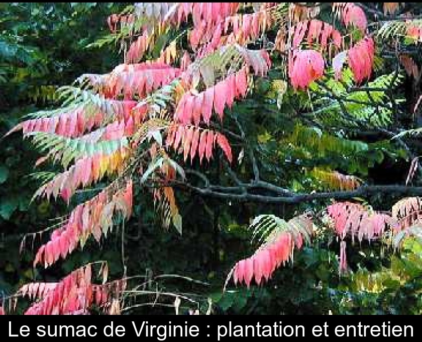 Le sumac de Virginie : plantation et entretien