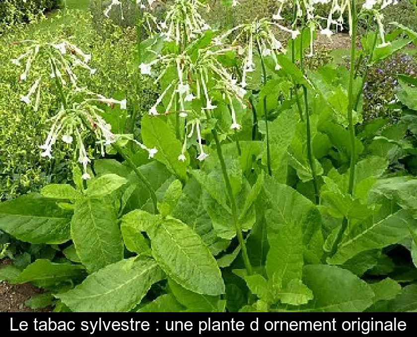 Le tabac sylvestre : une plante d'ornement originale