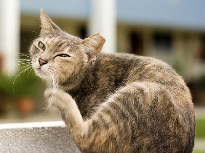Comment traiter votre chat contre les puces et les tiques Comment traiter votre chat contre les puces et les tiques