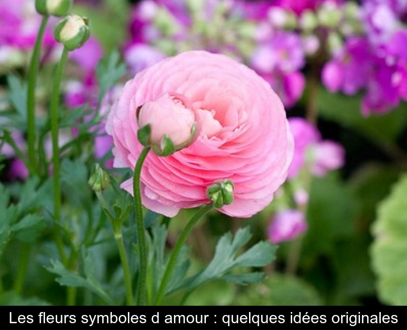 Les fleurs symboles d'amour : quelques idées originales