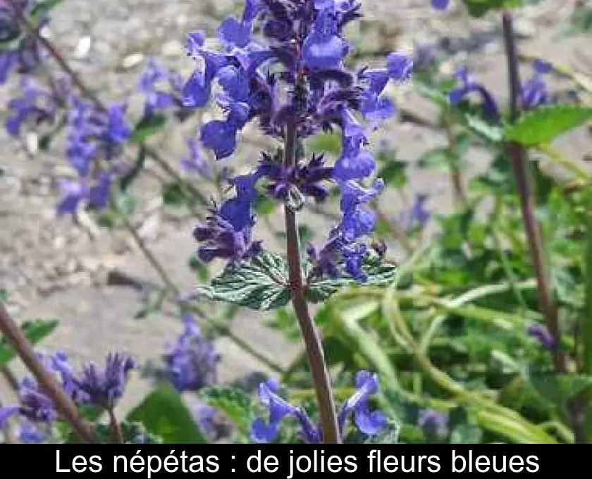 Les népétas : de jolies fleurs bleues