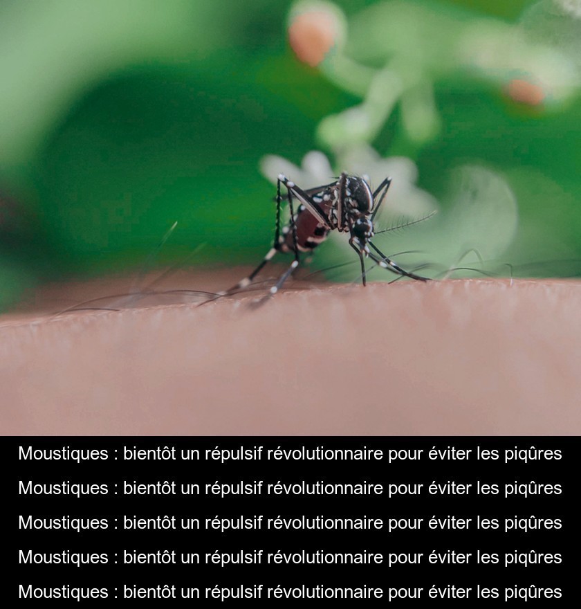 Moustiques : bientôt un répulsif révolutionnaire pour éviter les piqûres