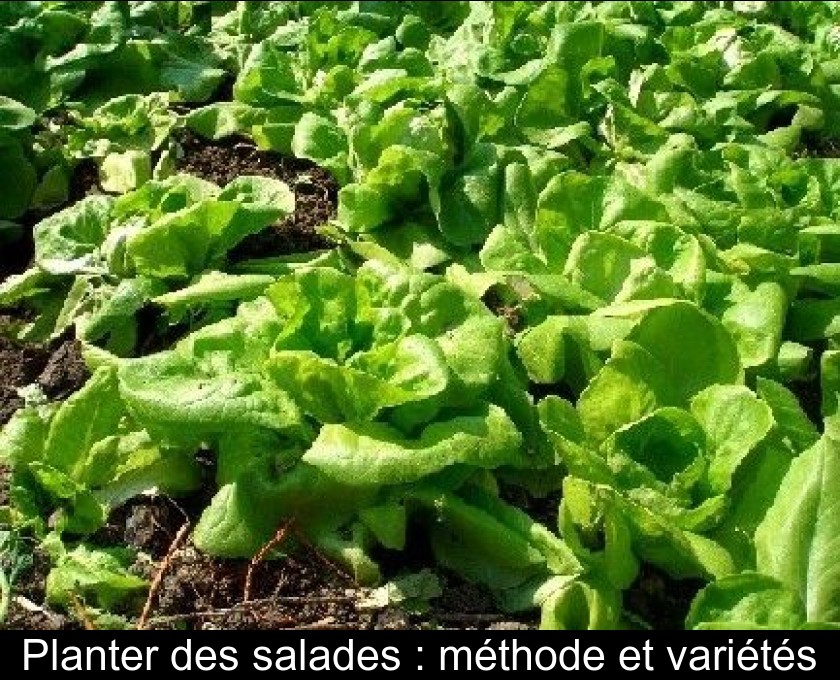 Planter des salades : méthode et variétés