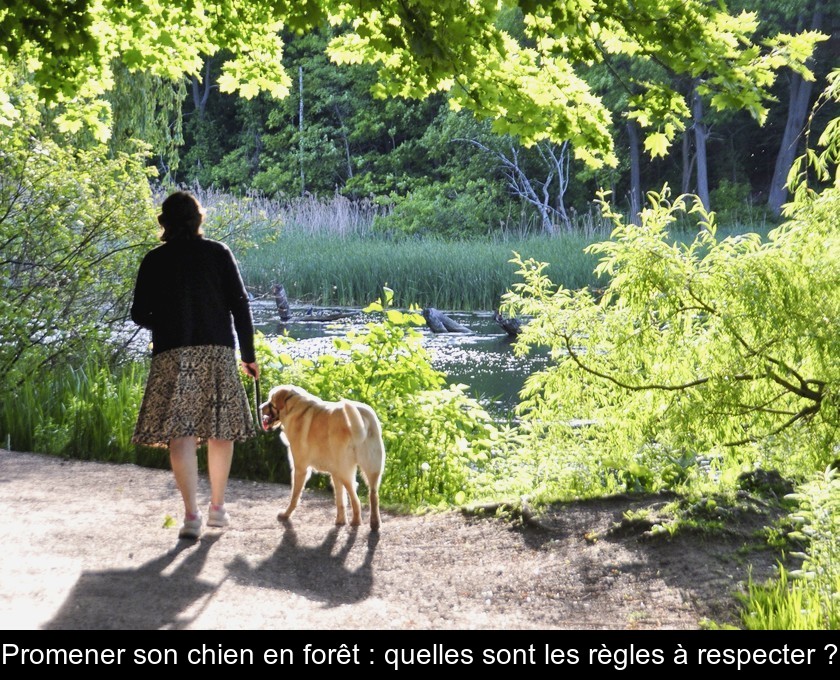 Promener son chien en forêt : quelles sont les règles à respecter ?