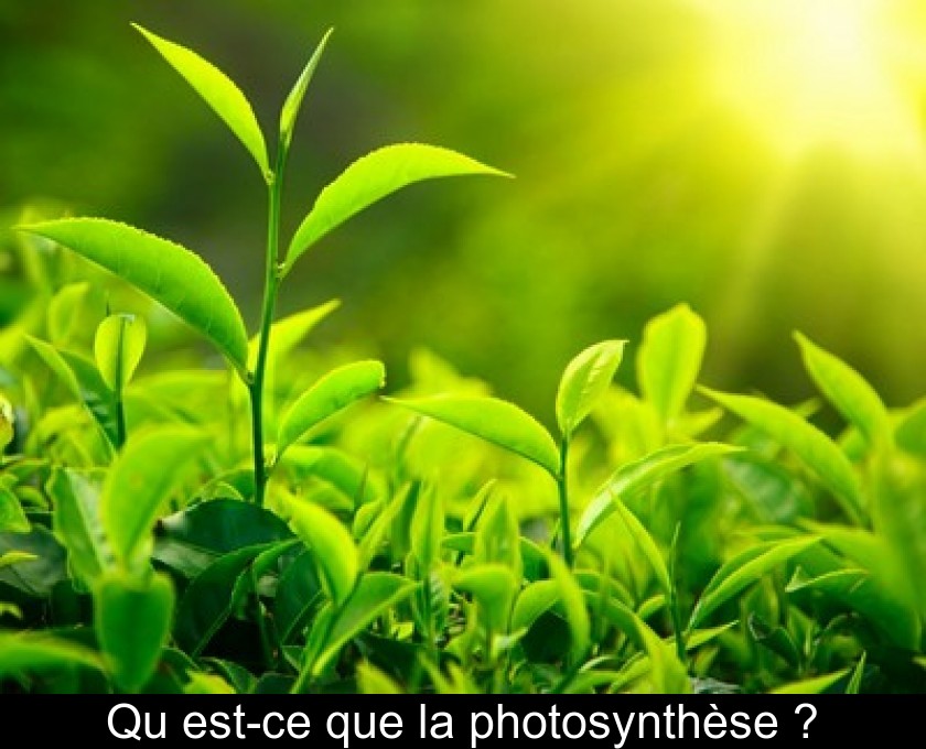 Qu'est-ce que la photosynthèse ?