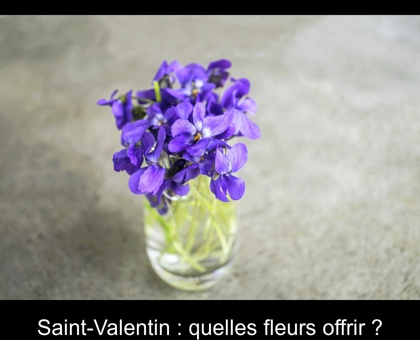 Saint-Valentin : quelles fleurs offrir ?