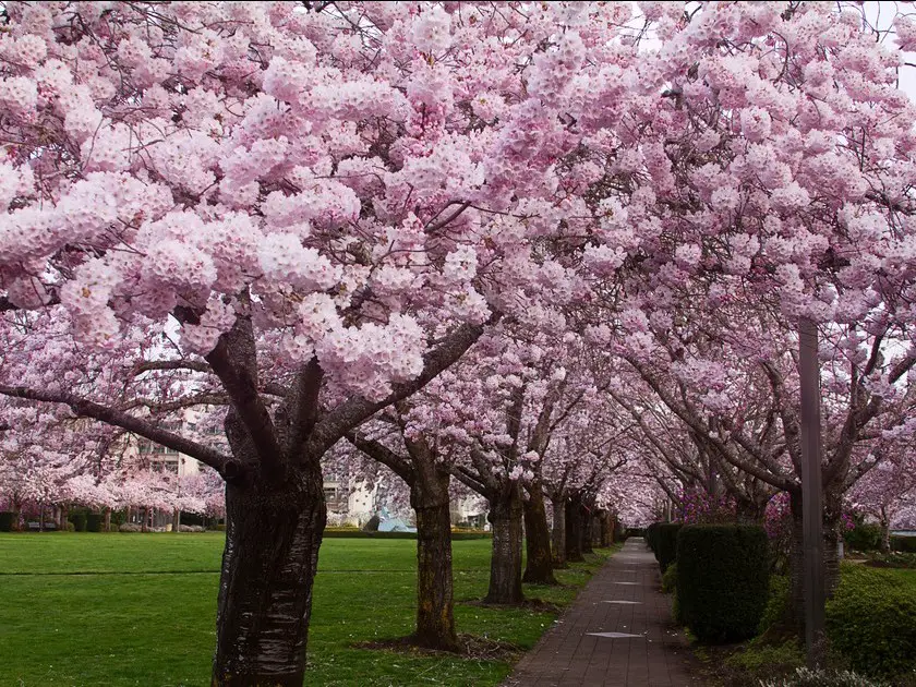 Sakura : 5 choses à savoir sur le cerisier du Japon