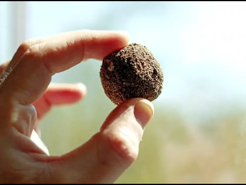 Seed bombs : comment faire des bombes à graines ?