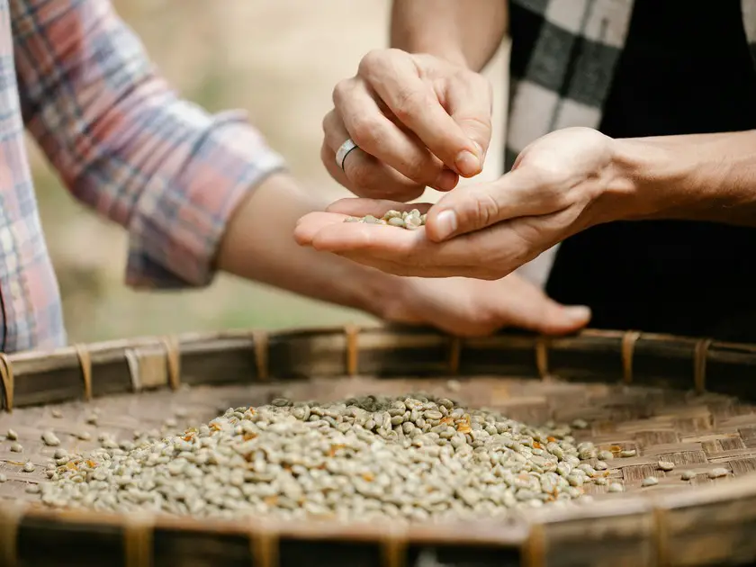Semences paysannes : 5 choses à savoir sur le métier d'artisan semencier