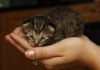 Photo little cat