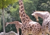 Photo Girafes au zoo de Beauval