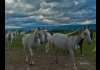 Photo La liberté des chevaux dans le Lubéron
